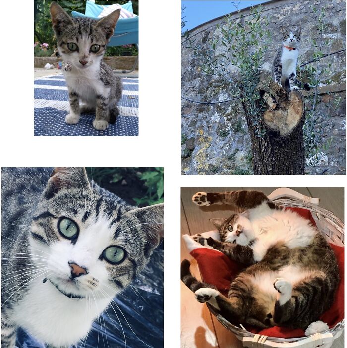 Whiskey ! Guardian Of The Veggie Garden And Giver Of Unconditional Love