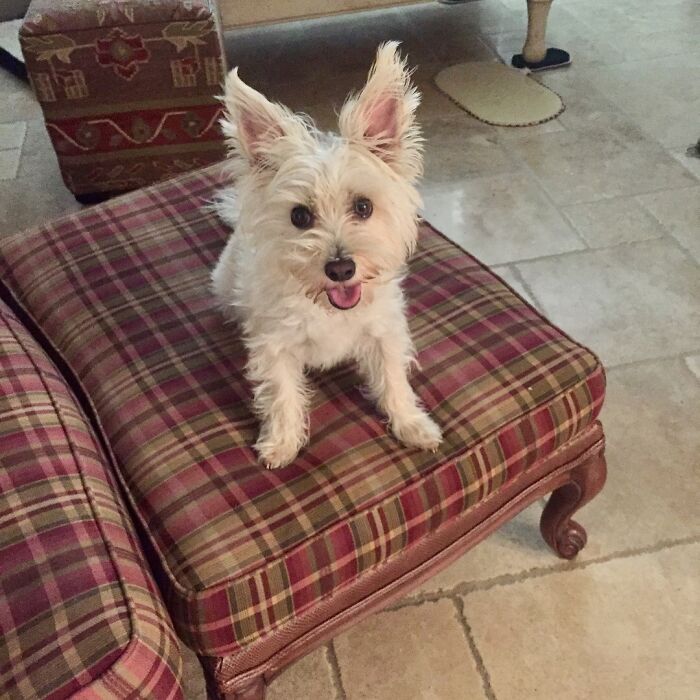 Hailey. Adopted In 2016 And We Could Not Be Happier !