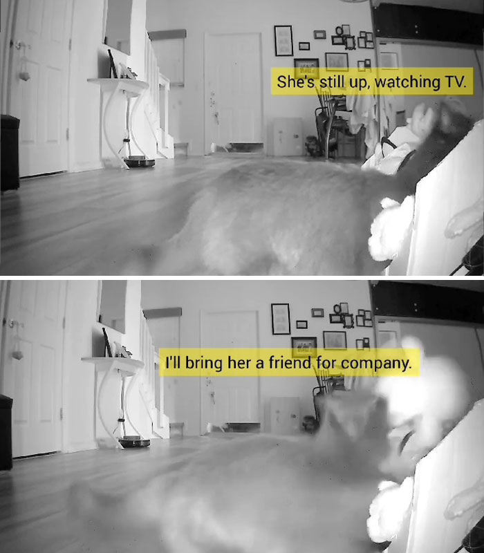Kitty Becomes Internet Sensation After His Mom Catches Him Stealing Her Daughter&rsquo;s Toys With Hidden Cameras