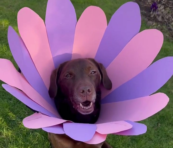 &ldquo;It&rsquo;s Always The Dads Who Didn&rsquo;t Want A Dog That End Up Loving Them The Most&rdquo;: Dad Wears An E Collar To Lift His Pup&rsquo;s Spirits After Surgery