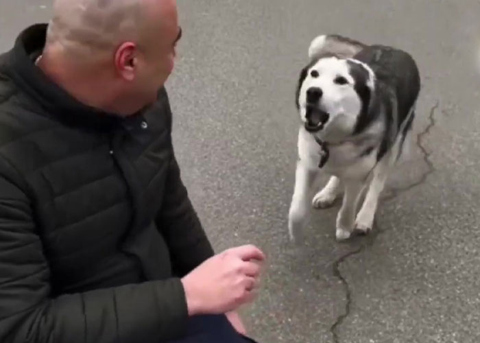 Wholesome Video Shows The Moment A Husky Is Reunited With Its Owner In Bucha, Ukraine, After Separation Caused By Russian Attacks