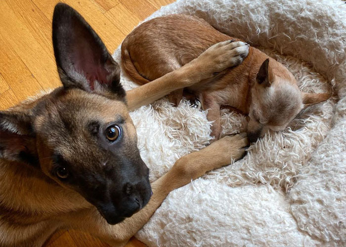 Happy 23rd Birthday To Bully The Chihuahua, Becoming The Oldest Dog At His Rescue Happy 23rd Birthday To Bully The Chihuahua, Becoming The Oldest Dog At His Rescue