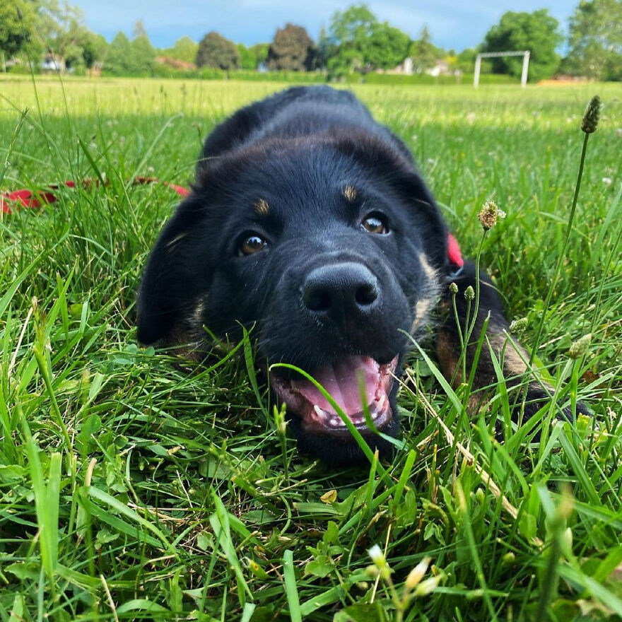 I Spent 1 Year Taking Pictures Of My Shepsky Rotty Puppy, And Here Are The 14 Best Ones