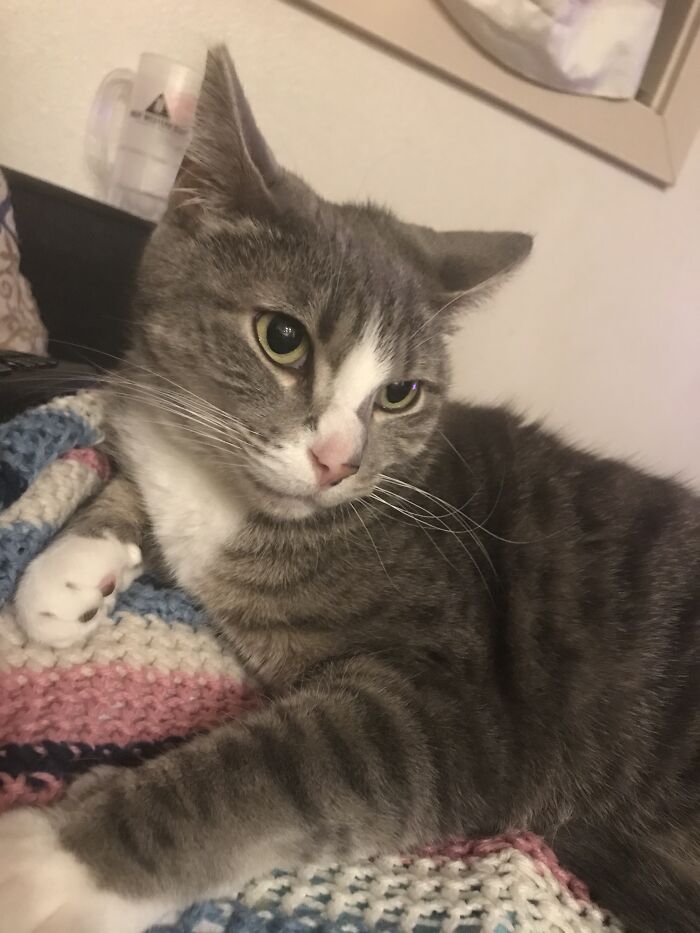 All Of Our Pets Were Rescued. Both Cats Were Homeless And Were Found By Family Friends. Our Dog Was Rescued From A Kill Shelter.