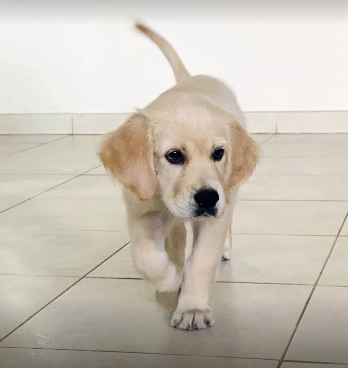 Lily’s First Steps