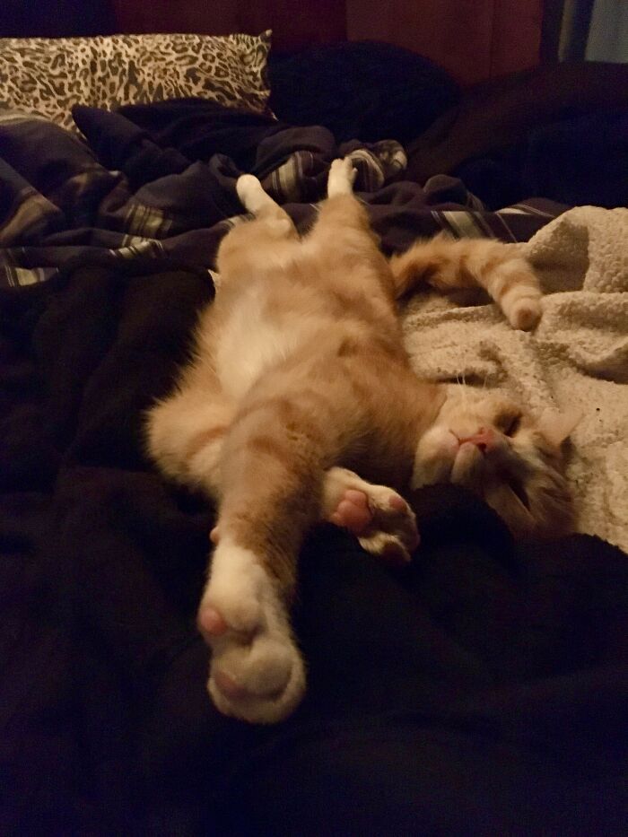 Milocat, Champion Napper Extraordinaire.