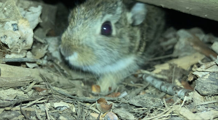 My Neighbor Had A Bunny Under Her Porch
