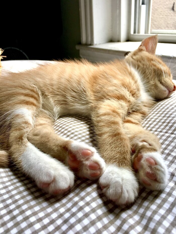 Yes, He Eventually Grew Into His Legs!