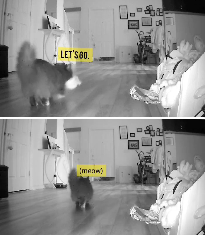 Kitty Becomes Internet Sensation After His Mom Catches Him Stealing Her Daughter&rsquo;s Toys With Hidden Cameras