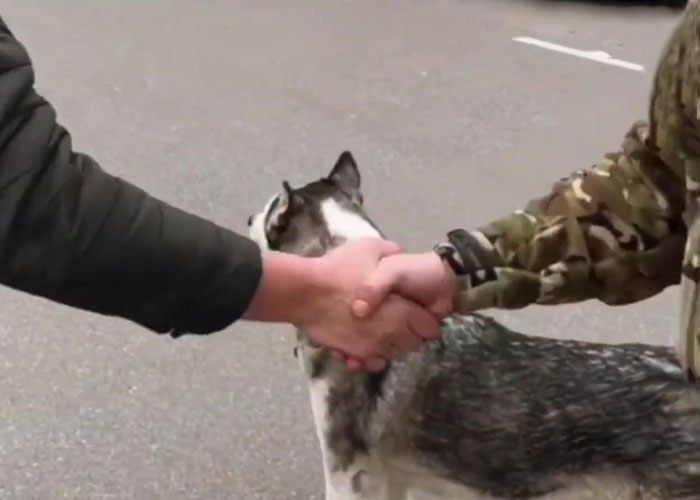 Wholesome Video Shows The Moment A Husky Is Reunited With Its Owner In Bucha, Ukraine, After Separation Caused By Russian Attacks