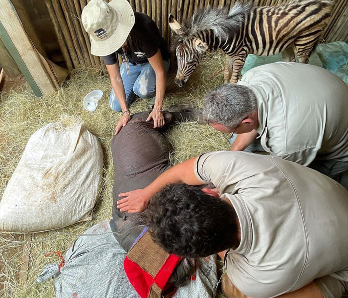Orphan Rhino Sanctuary Finds An Abandoned Zebra And Takes It Under Their Care, Gifting A Best Friend To One Of The Rhinos There Orphan Rhino Sanctuary Finds An Abandoned Zebra And Takes It Under Their Care, Gifting A Best Friend To One Of The Rhinos There