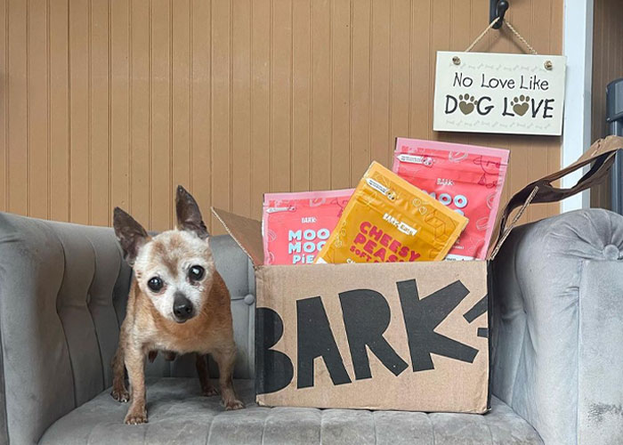 Happy 23rd Birthday To Bully The Chihuahua, Becoming The Oldest Dog At His Rescue Happy 23rd Birthday To Bully The Chihuahua, Becoming The Oldest Dog At His Rescue