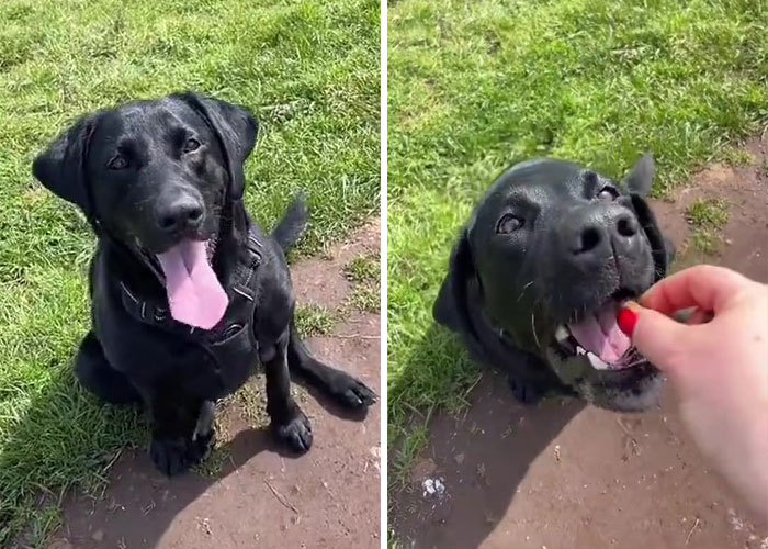 Neighbor Covertly Plays Fetch With Dog But Gets Caught By Owner Amid Wholesome Act Neighbor Covertly Plays Fetch With Dog But Gets Caught By Owner Amid Wholesome Act