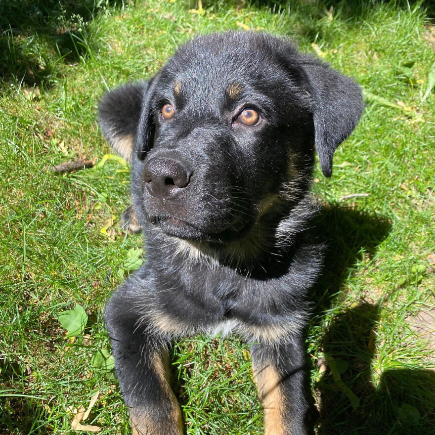 I Spent 1 Year Taking Pictures Of My Shepsky Rotty Puppy, And Here Are The 14 Best Ones
