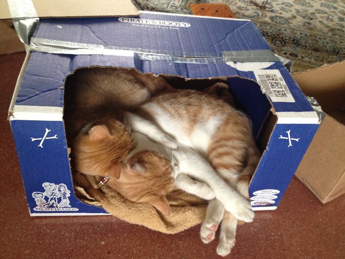 Brothers On Their First Day Home! About 3 Months Old