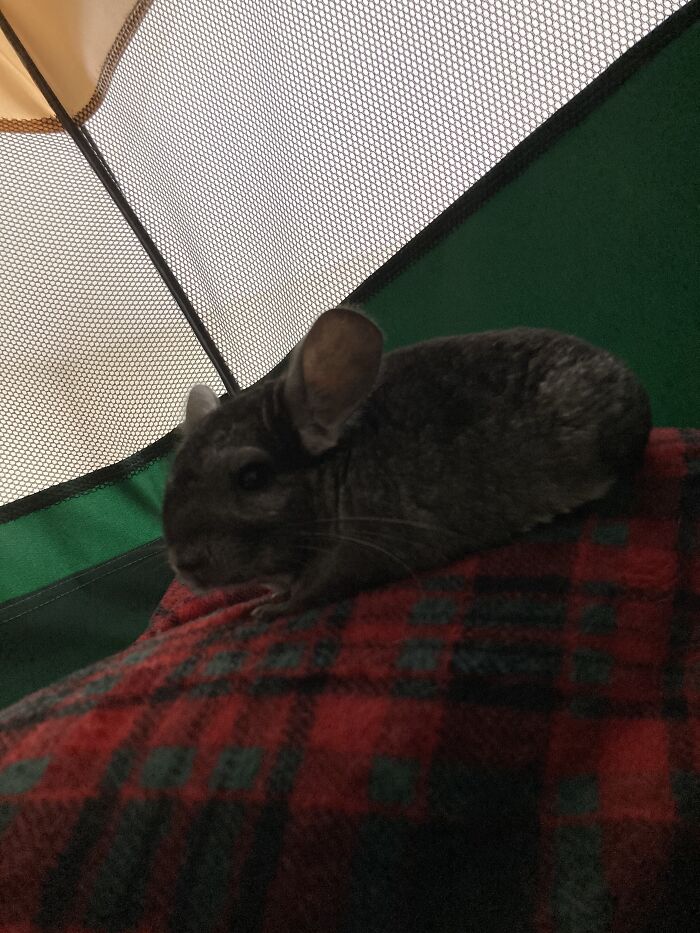 No Pic Because I Got Rid Of It So Here’s A Pic Of My Chinchilla. Once I Got A Waist Cincher.