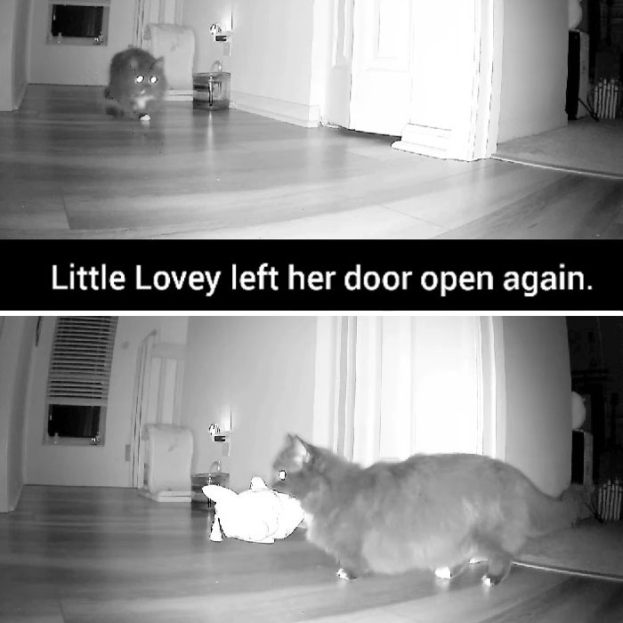 Kitty Becomes Internet Sensation After His Mom Catches Him Stealing Her Daughter&rsquo;s Toys With Hidden Cameras