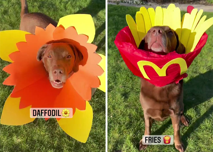 &ldquo;It&rsquo;s Always The Dads Who Didn&rsquo;t Want A Dog That End Up Loving Them The Most&rdquo;: Dad Wears An E Collar To Lift His Pup&rsquo;s Spirits After Surgery