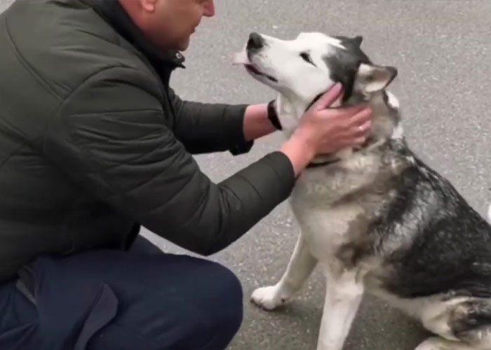 Wholesome Video Shows The Moment A Husky Is Reunited With Its Owner In Bucha, Ukraine, After Separation Caused By Russian Attacks