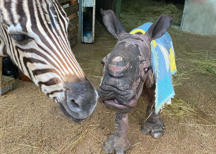Orphan Rhino Sanctuary Finds An Abandoned Zebra And Takes It Under Their Care, Gifting A Best Friend To One Of The Rhinos There Orphan Rhino Sanctuary Finds An Abandoned Zebra And Takes It Under Their Care, Gifting A Best Friend To One Of The Rhinos There