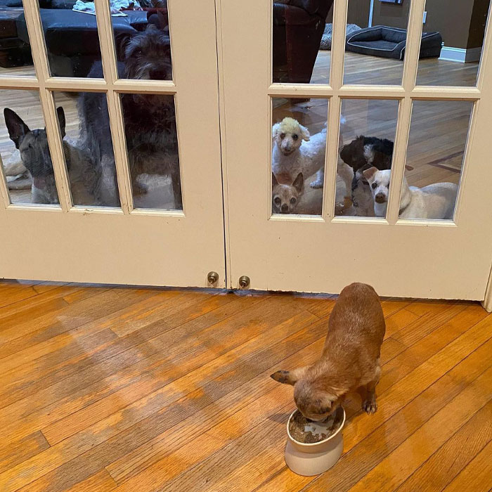 Happy 23rd Birthday To Bully The Chihuahua, Becoming The Oldest Dog At His Rescue Happy 23rd Birthday To Bully The Chihuahua, Becoming The Oldest Dog At His Rescue