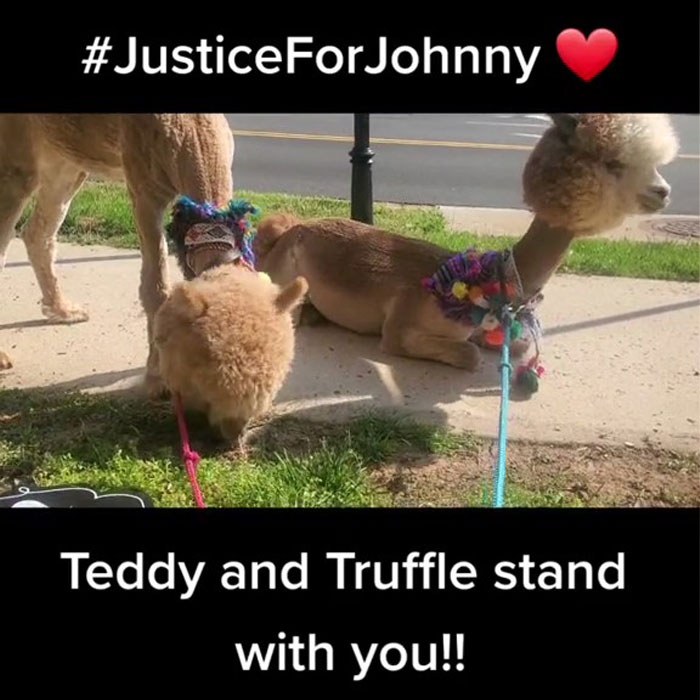 Johnny Depp&rsquo;s Fan Brought Two Emotional Support Alpacas Outside The Court To &ldquo;Brighten His Day&rdquo;