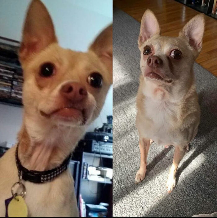 We Got Harpo From A Shelter