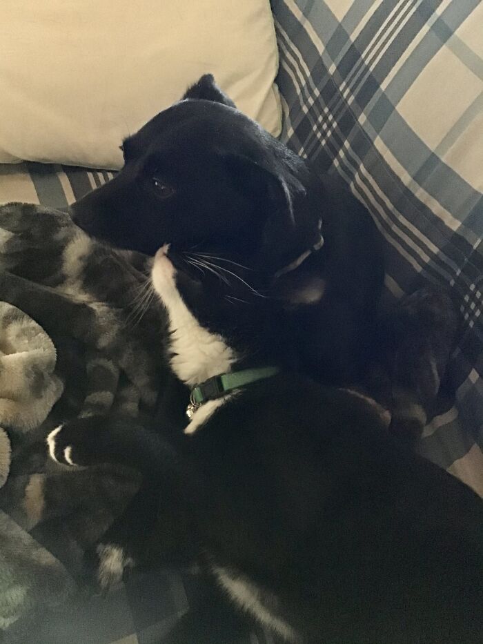 Our Rescues Maddie (Terrier) And Arlie (Tux).