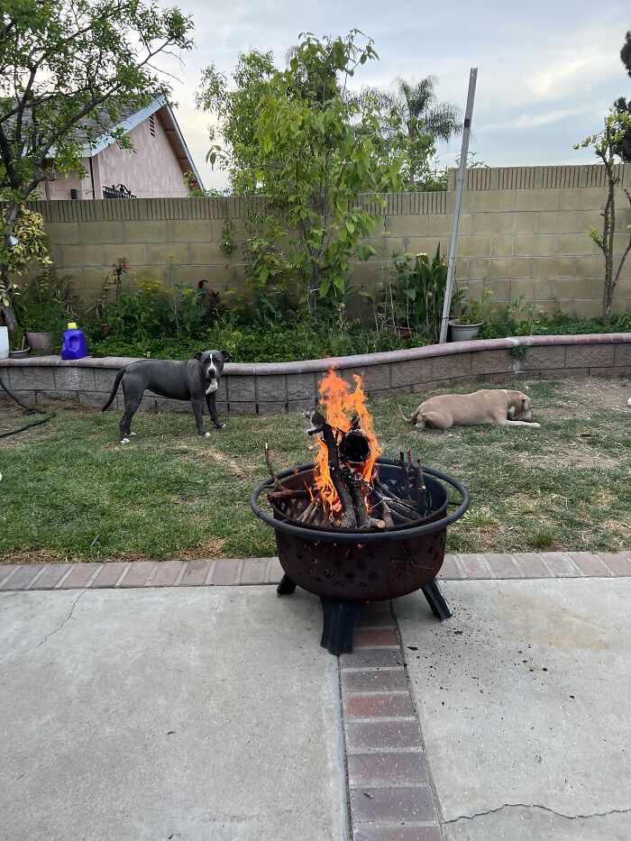 My Adorable Dog Turns 1 (12 Pics)