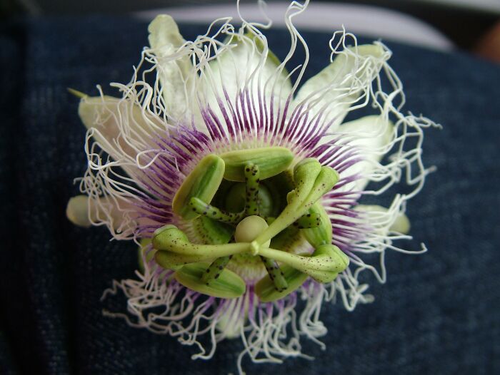 Found While Hiking In Kauai