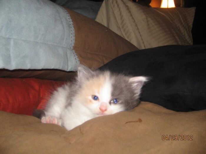 Baby Ball Of Fluff Is Now A Big Girl Of 12