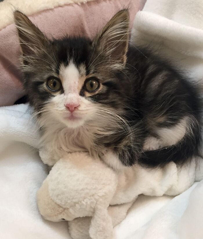Teddy And His Beloved Lamb At 5 Weeks.