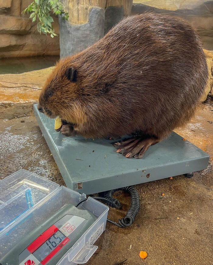 Chonk Beaver