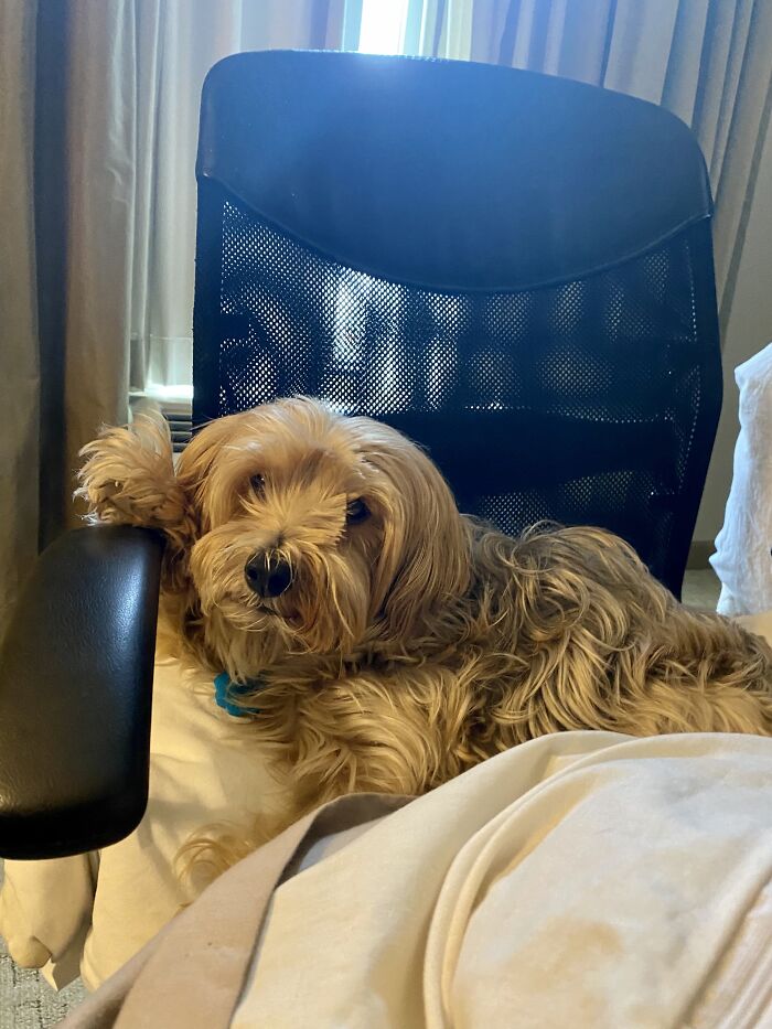 My Beautiful Baby Grace Augusta Noel. I Took Her On A Business Trip With Me Last Fall And She Insisted On Having Her Own Desk Chair Next To Mine While I Was Working In The Hotel Room. I Adore Her!