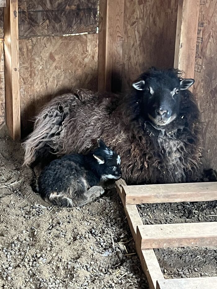 Born On April First, Meet Tricksy