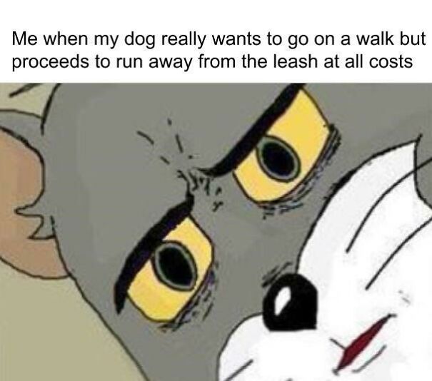 15 Of The Cutest Dog Memes