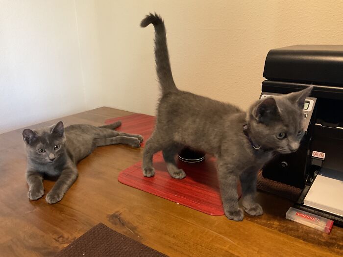 Rescued These 2 Feral Kittens