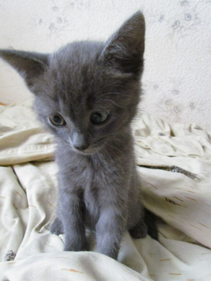 Our Fluffy Talisman: A Homeless Artist Who Is Always On The Go