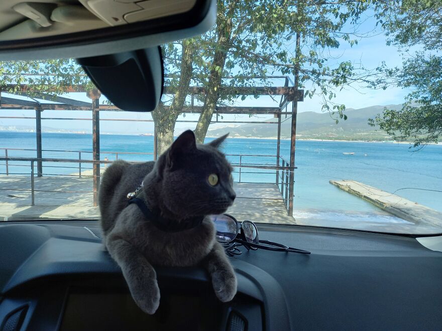 Our Fluffy Talisman: A Homeless Artist Who Is Always On The Go