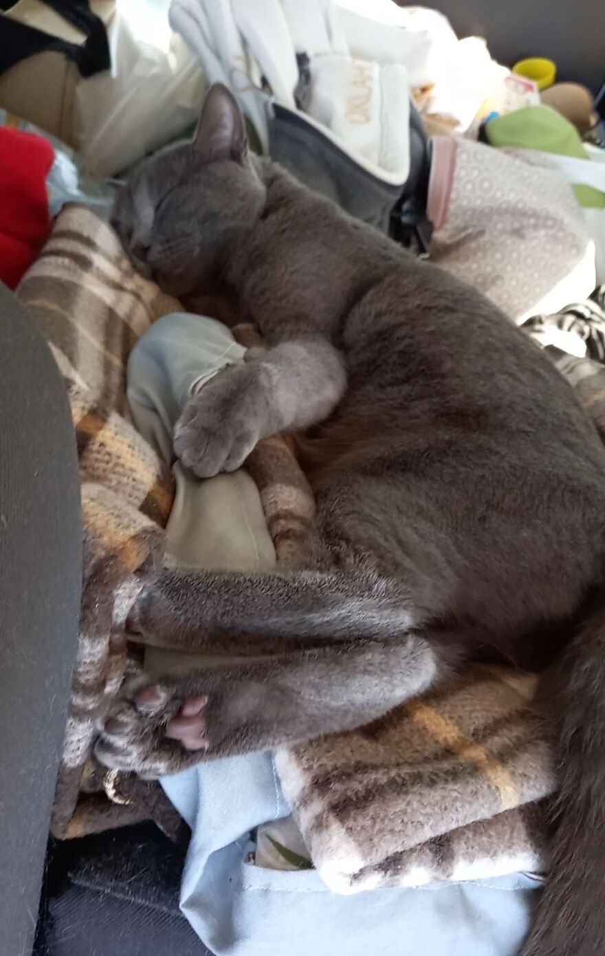 Our Fluffy Talisman: A Homeless Artist Who Is Always On The Go