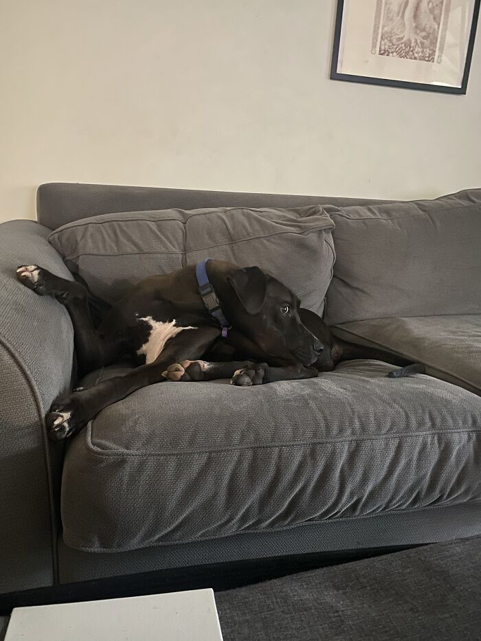 He Goes All Weird Whenever Cats Are On TV!