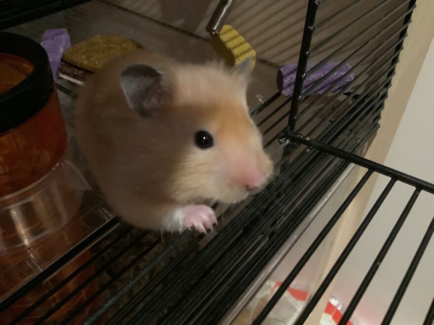 Heart Warming Hamster, Marshmallow!