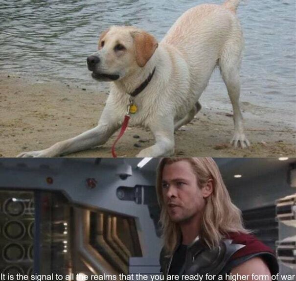 15 Of The Cutest Dog Memes