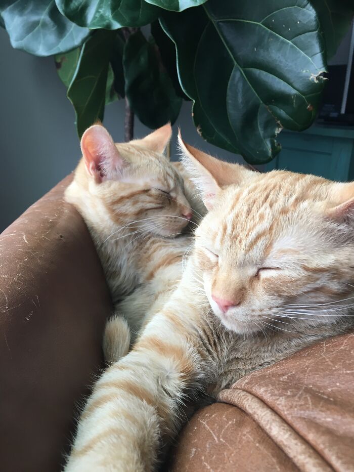 Alfie And Olli❤️