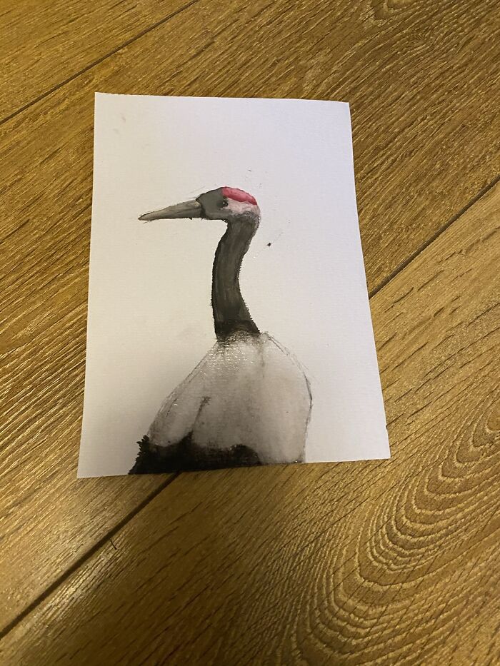 I’m 11 And These Are Some Of My Bird Drawings