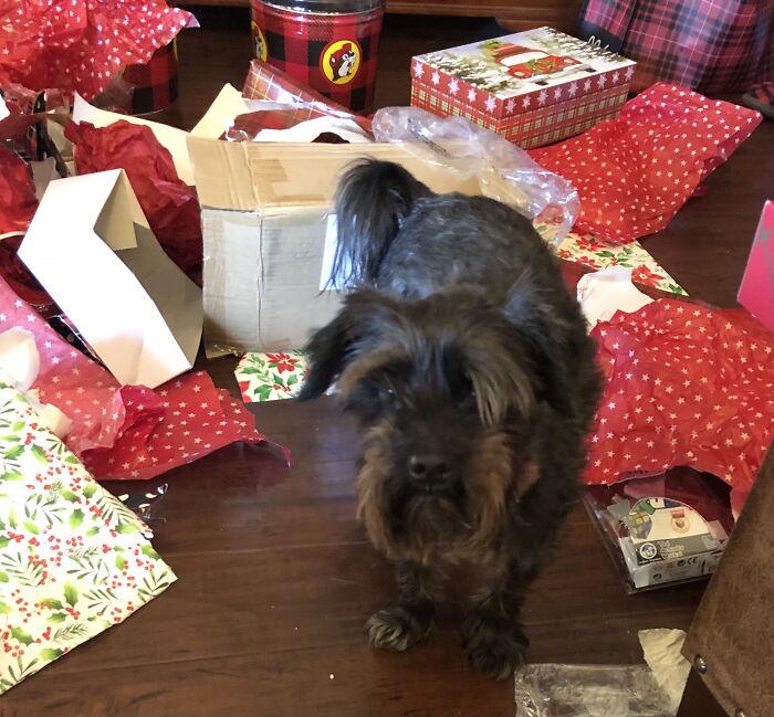 Hoshi, Santa’s Helper.