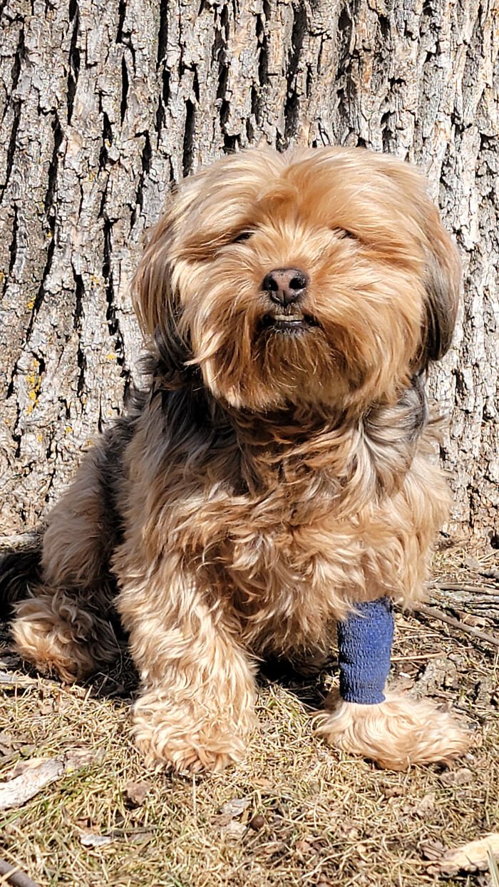 Toby After Dental Surgery.