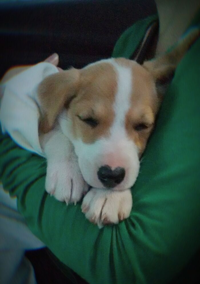 Cookie. On The Way Home From Adoption