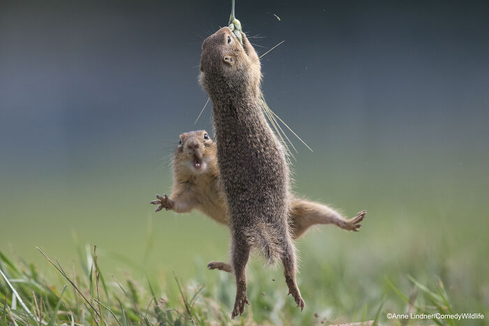Ground squirrel hanging from a plant, another looks surprised; a humorous moment from Comedy Wildlife Photography Awards.