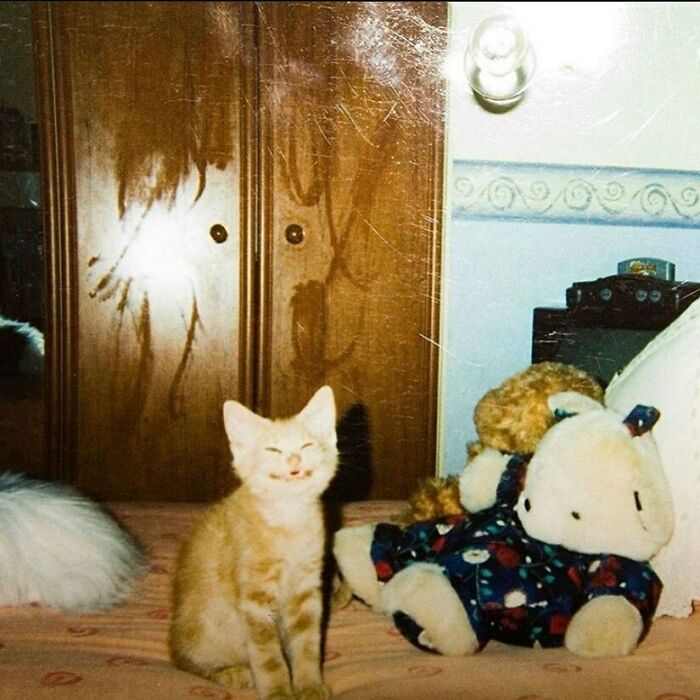 'Not My Animal': 40 Animal Pics That Just Don't Make Any Sense, As Shared On This Instagram Account